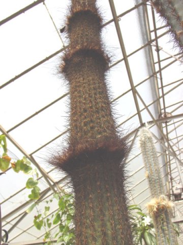 Stephanocereus_leucostele_1